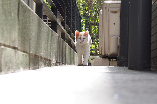 こちらへ来るプリン２