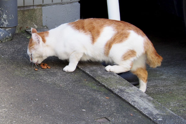 片足上げて食べるプリン