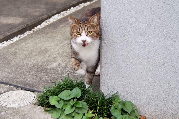 おいでおいでサーヤ