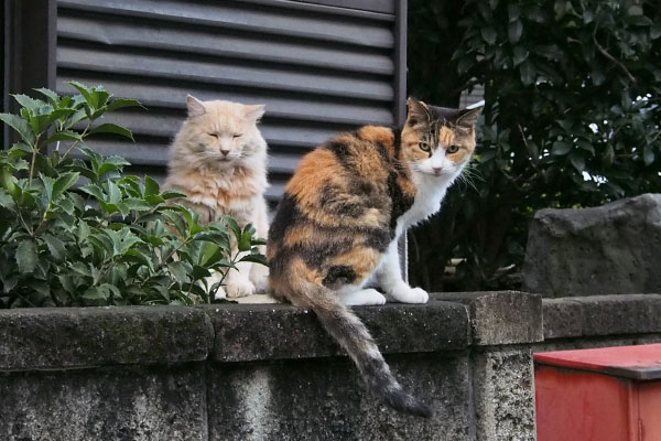 オトワちゃんとナリコ