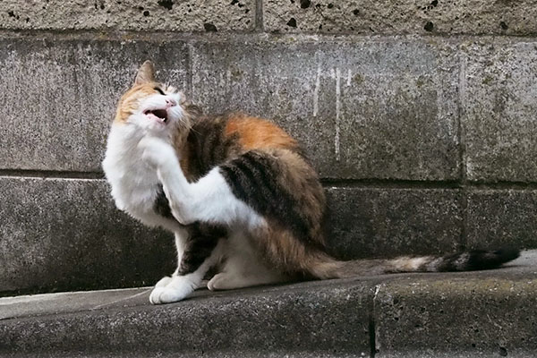 セクチーショットオトワちゃん