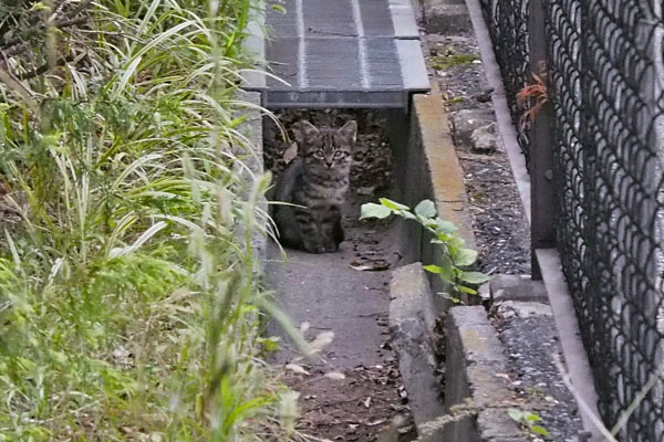 側溝に仔猫こちらを見る