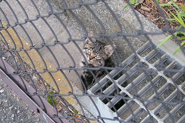 接近見上げる仔猫引き