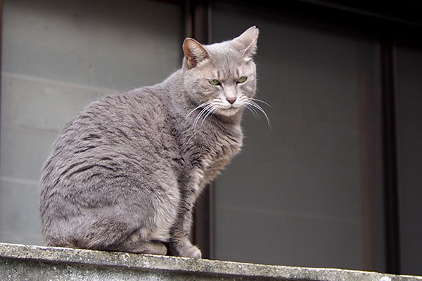 迷惑そうに振り返るシピ