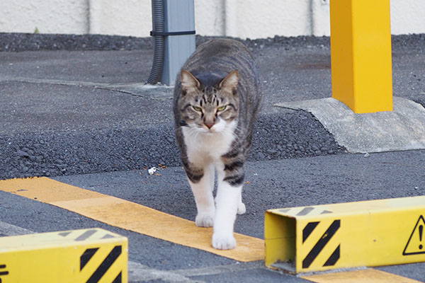 真っ直ぐに来るコリオ