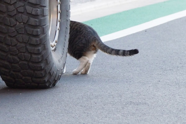 おとーたんの車を確認しに行くリオ