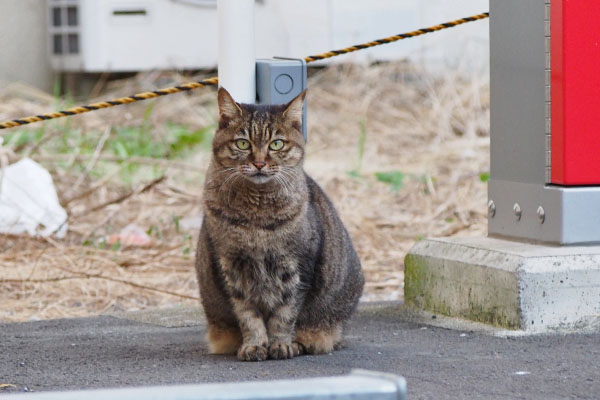 出て来ておねだりしてみる