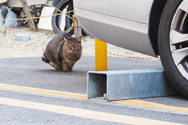 警戒しているキジトラさん