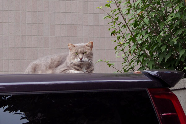 グリ君発見車の屋根