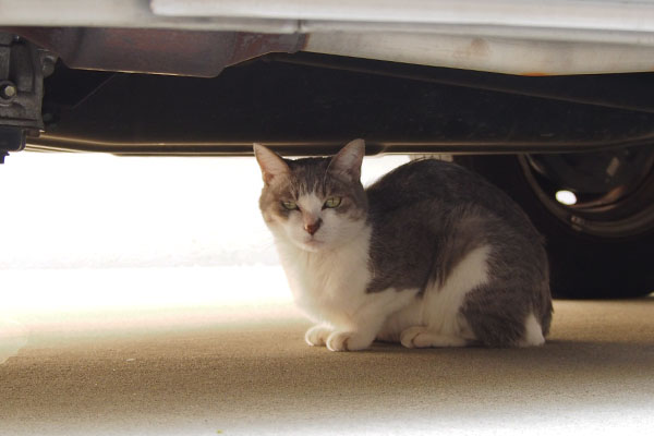 サバ白猫シュガー車の下の猫１