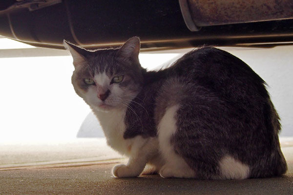 サバ白猫シュガー車の下の猫