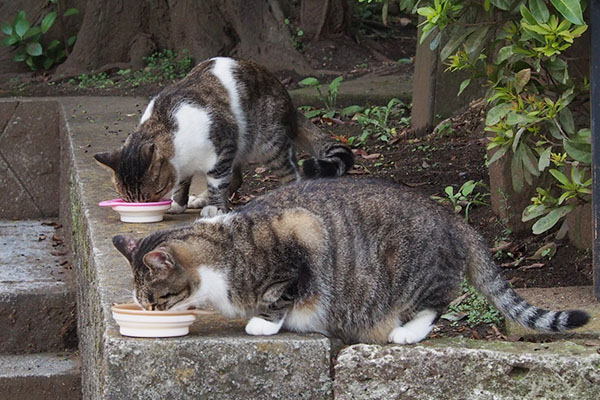 食べる雫とレオ太