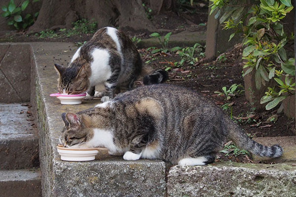 しつこく食べる雫とレオ太