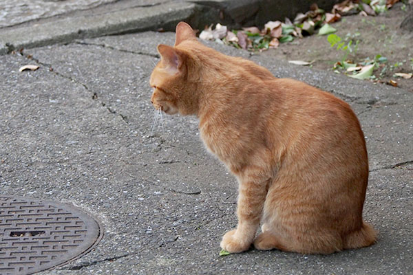 ナチャの猫背