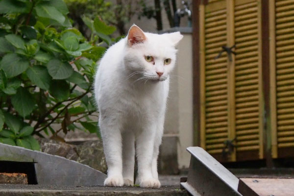 階段上に立っているハク横