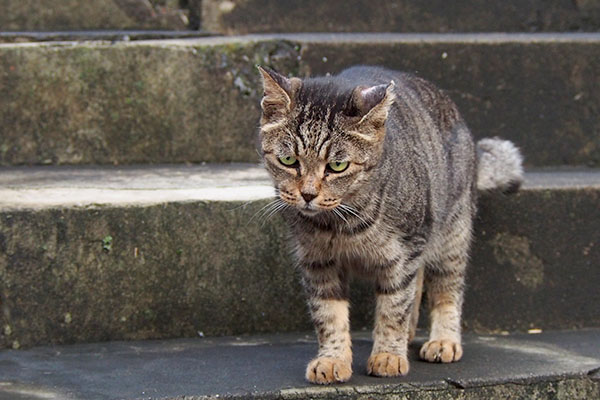 階段の上のタビッツ