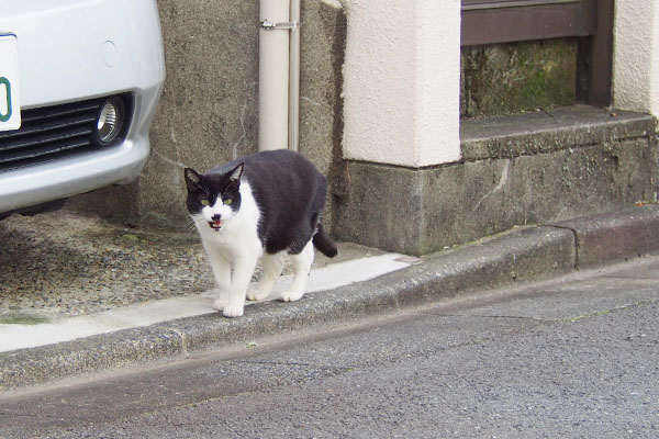 白黒猫ハチワレマシュー鳴く