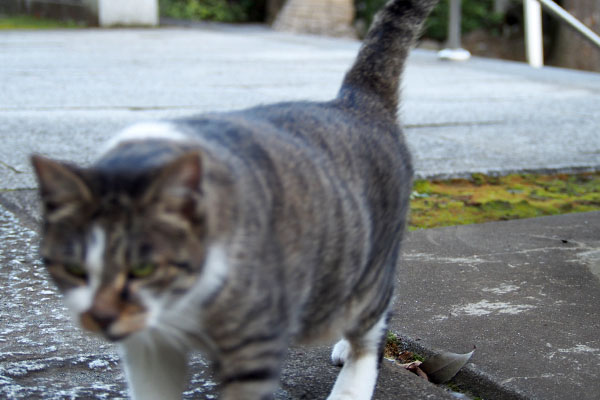 さっあちらへと誘う雫