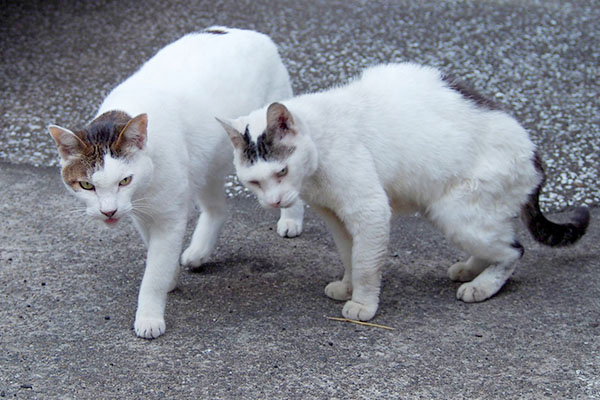 リボン君に接近してかわす