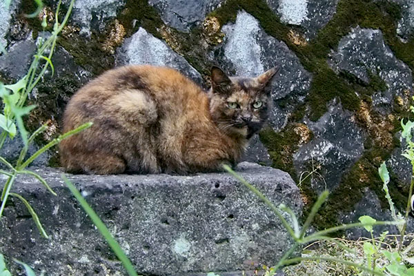 クロテ移動して香箱