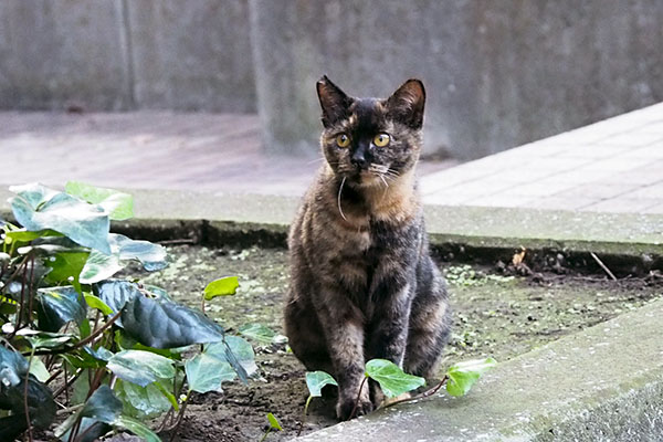 首を伸ばしてフォックスを見るラコ