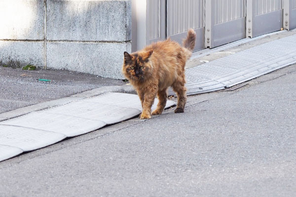 帰宅したチイちゃん