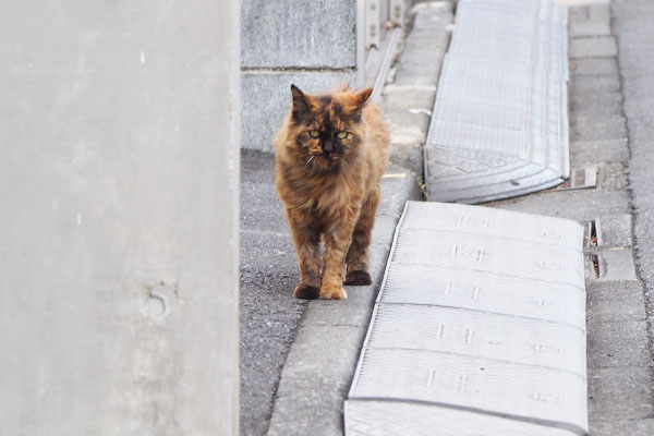 来るはずだったチイちゃん