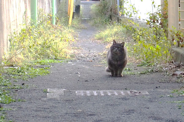 マフ小路で見上げていた日