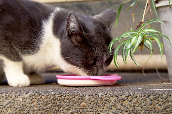 とりあえず食す