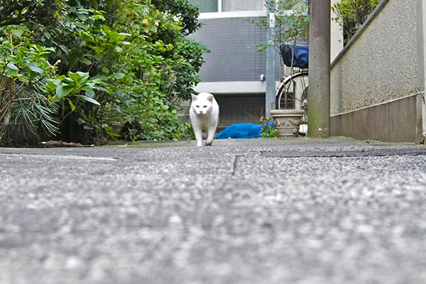 奥からやってくるハク１