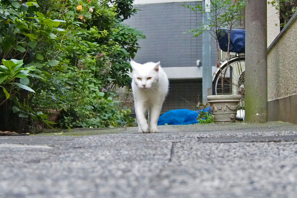 奥からやって来るハク見回す