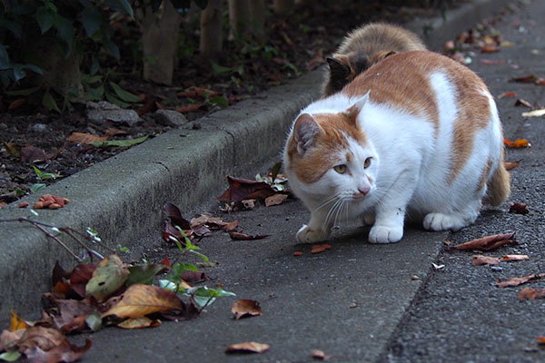 チイちゃん用オヤツは段の上