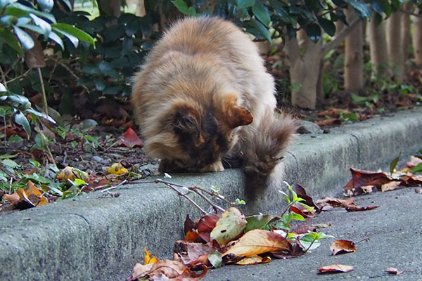 食べているチイ