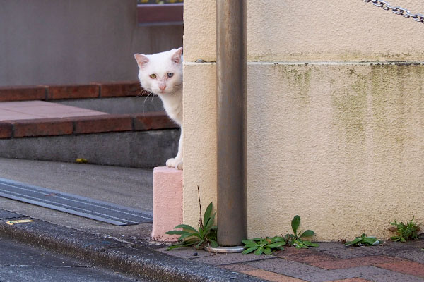 バイバイにゃ～