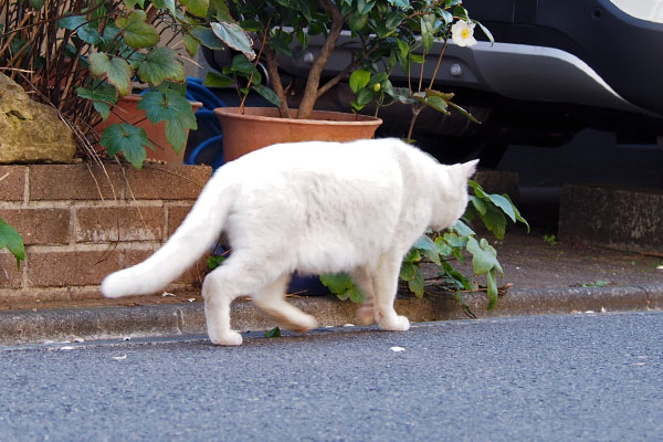 草を食べるのか