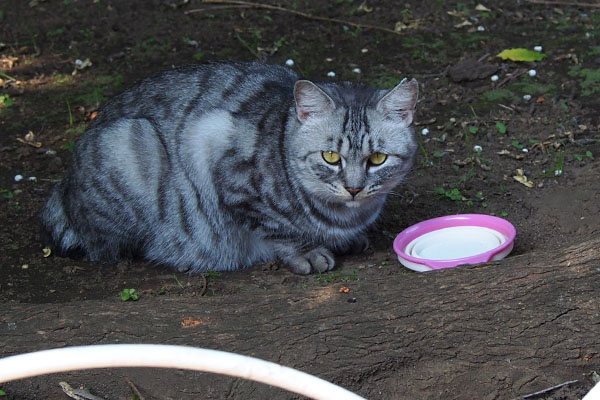 完食したシルバ