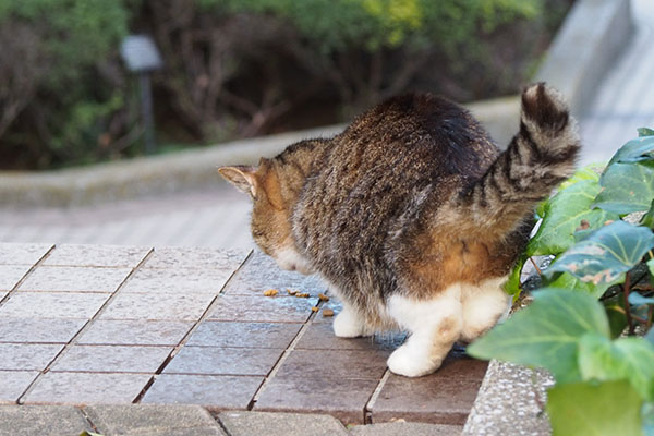 すぐ食べるマリィ