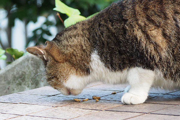 手が短く見えてかわいいマリィ