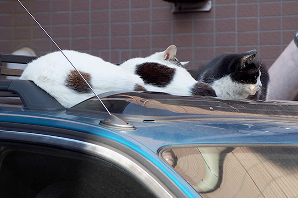 ３にゃんで車の上