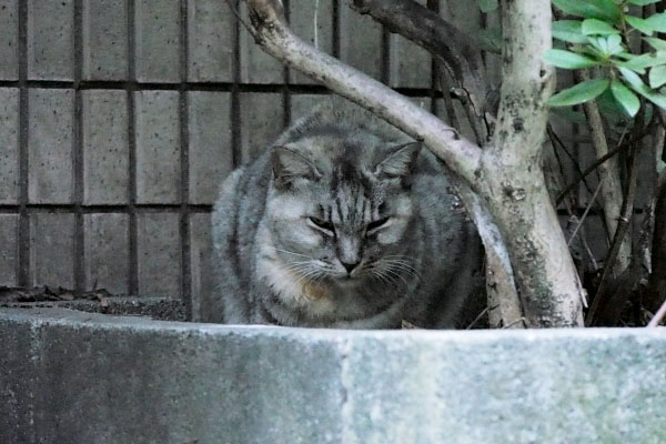 引っ込んでしまった銀食べなかった