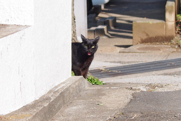 撮るヒトに向かって叫ぶ