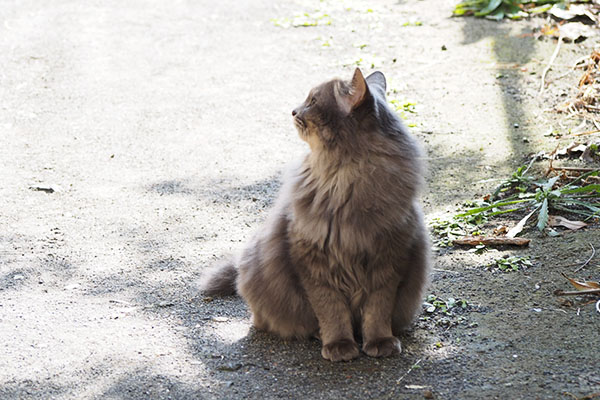 ２階の別の部屋を見ているマフ