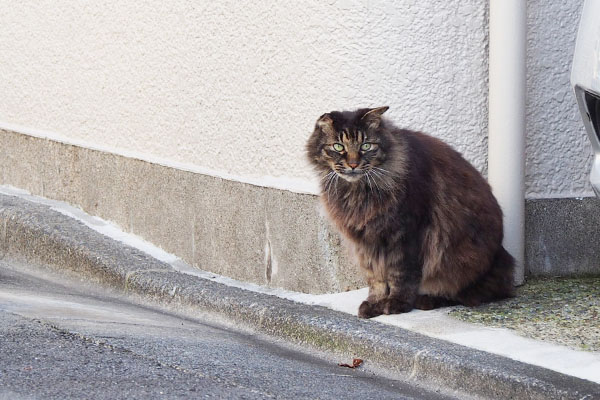 モフキジ君出て来た