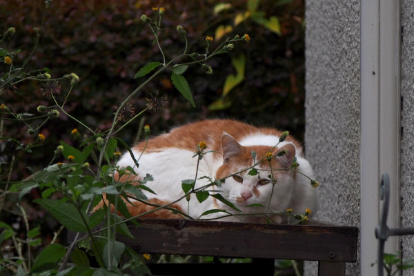 室外機の囲いの上にプリン