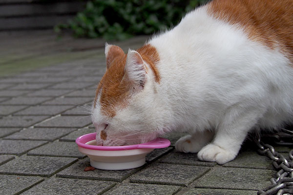 食べるプリン