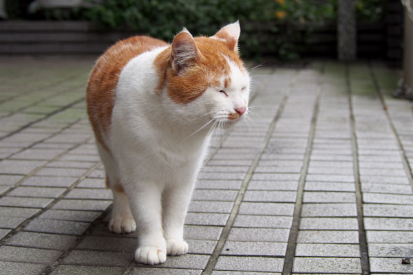 食べ過ぎると吐くよ