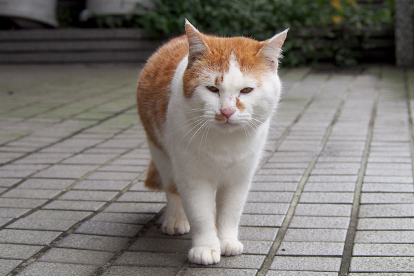 lovely grumpy face Pudding