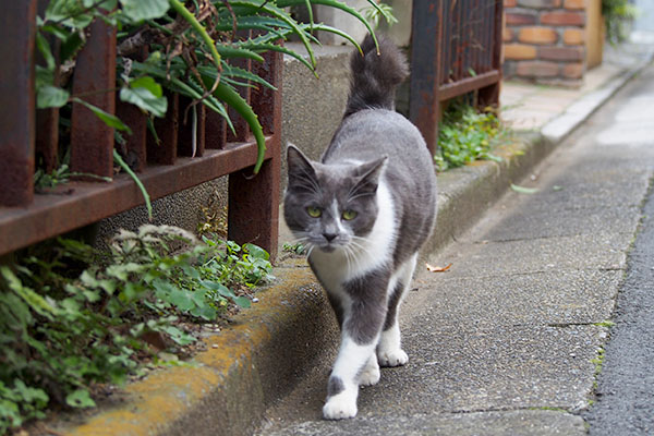 降りて来たちびにゃん