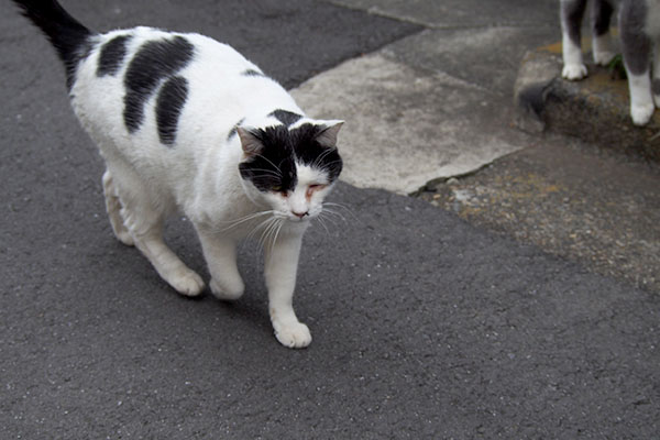 移動する坊ちびにゃんの足