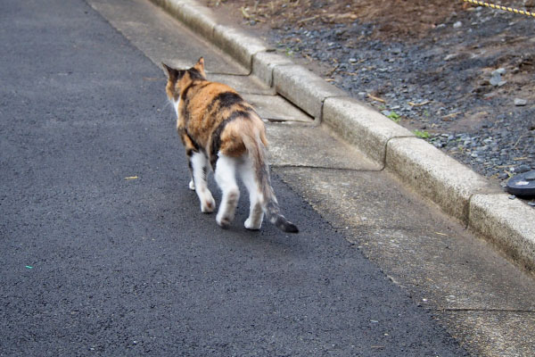 食後のオトワちゃんとてとて